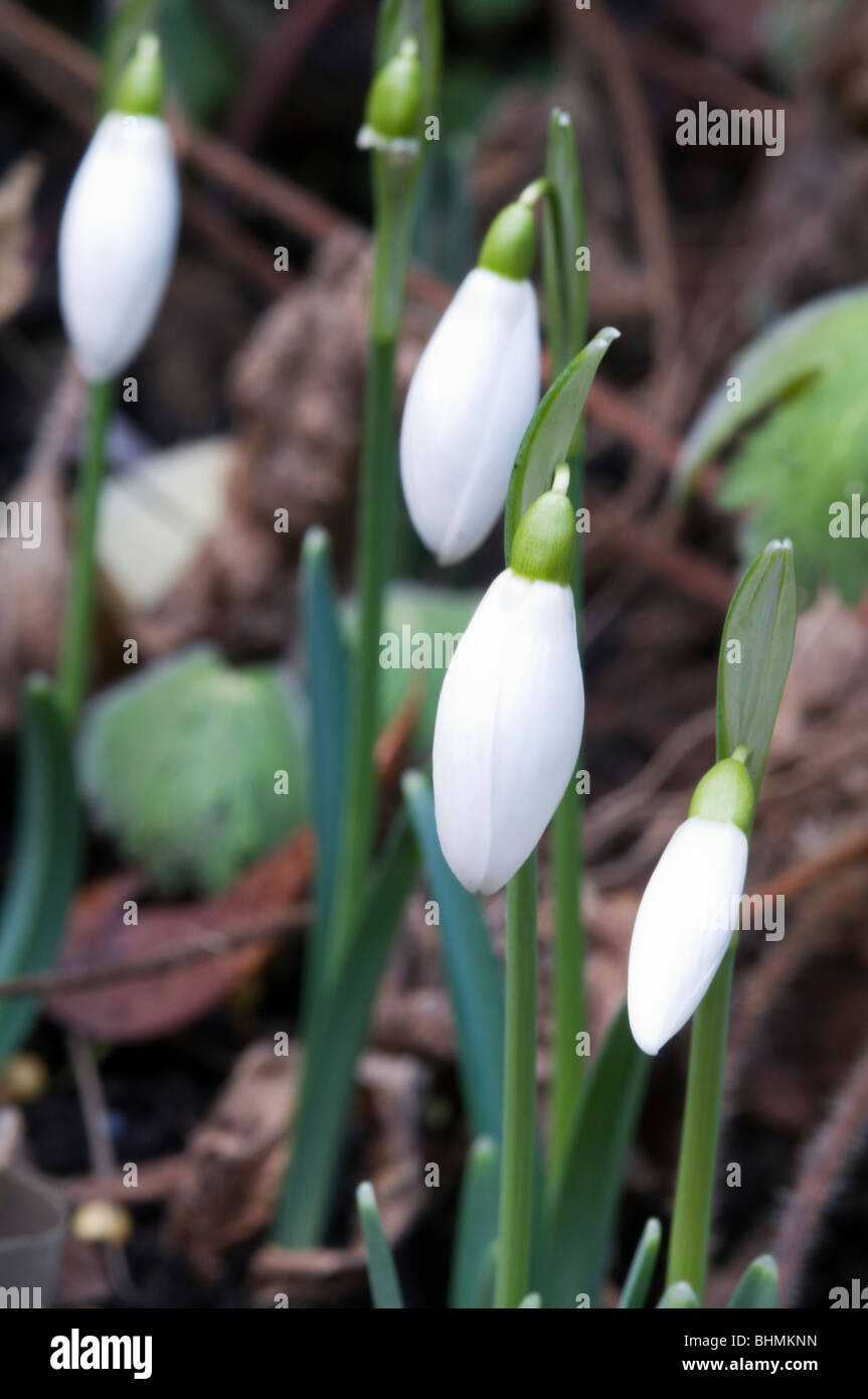 Snowdrops (Galanthus nivalis) Stock Photo