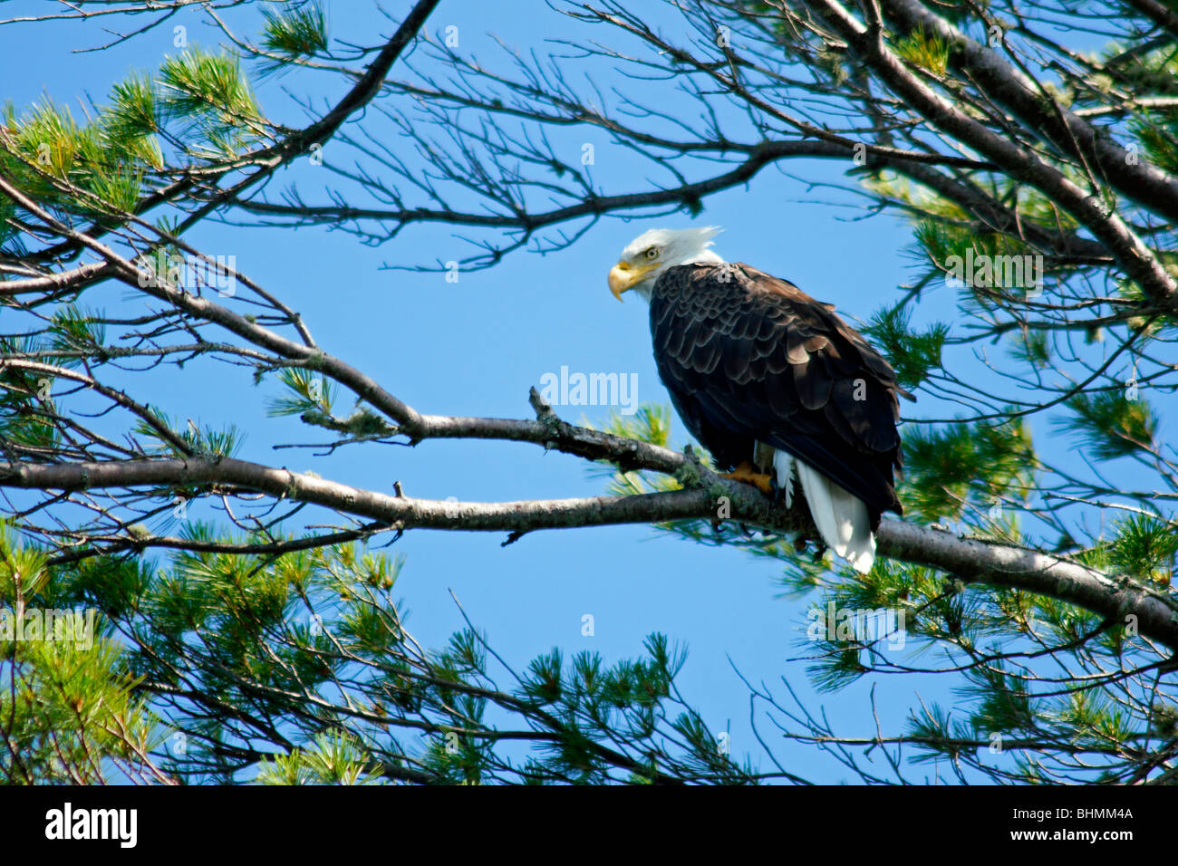 Bald Eagle perched in a pine tree Stock Photo - Alamy