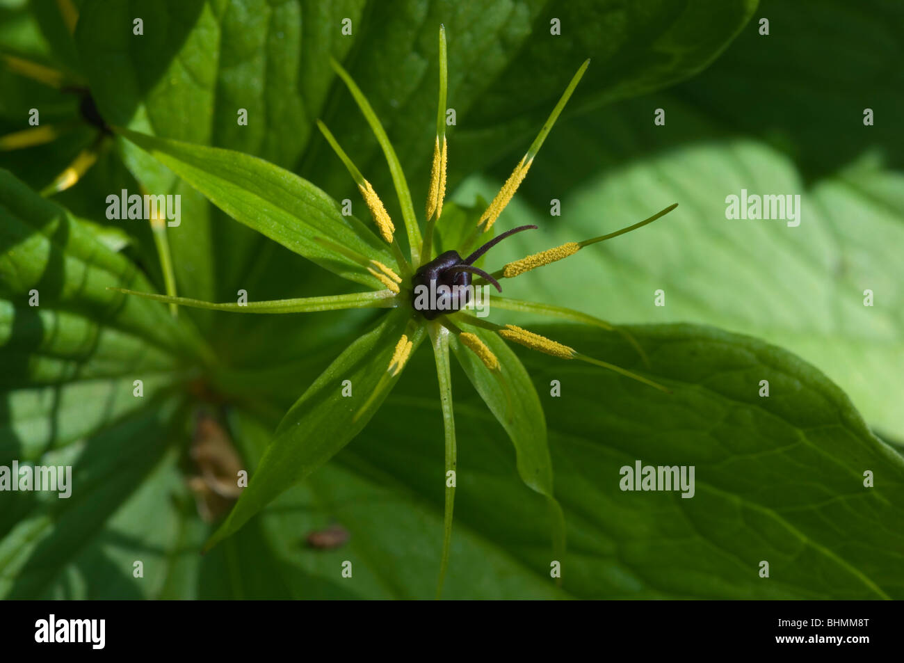 Herb-Paris (Paris quadrifolia), single flower Stock Photo