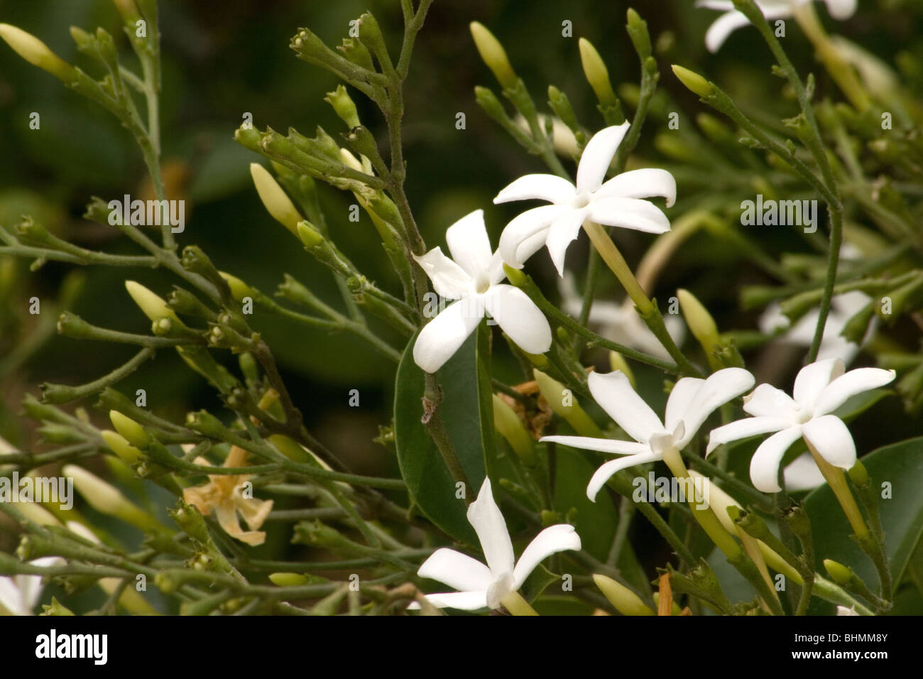 Jasmine plant in bloom Stock Photo