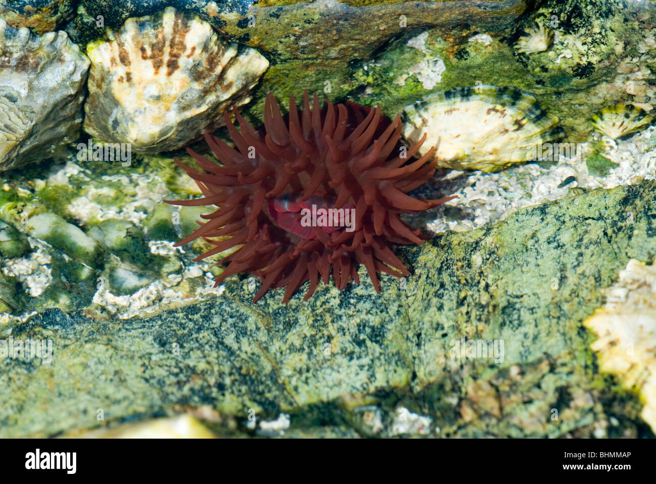 Beadlet Anemone (Actinia equina) and Common limpet Stock Photo
