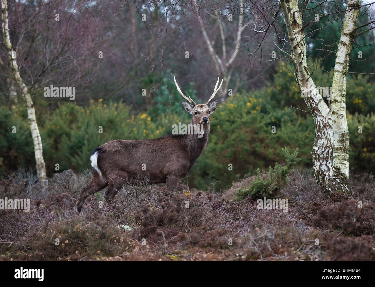 Stag Sika  Deer , at  Arne, in Dorset, Perbecks,England, Britain, U.k., Stock Photo