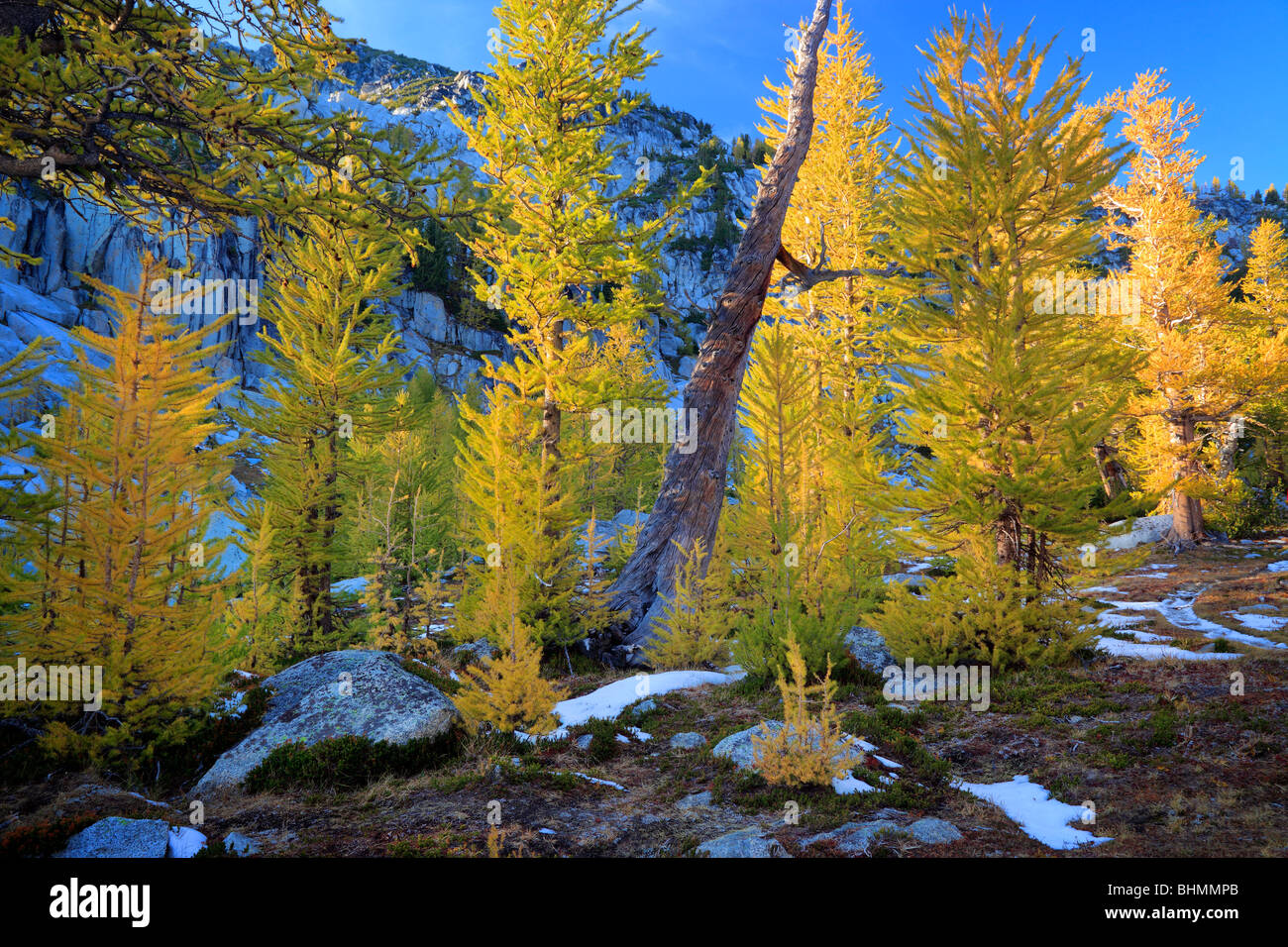 Larch trees at Enchantment Lakes Stock Photo