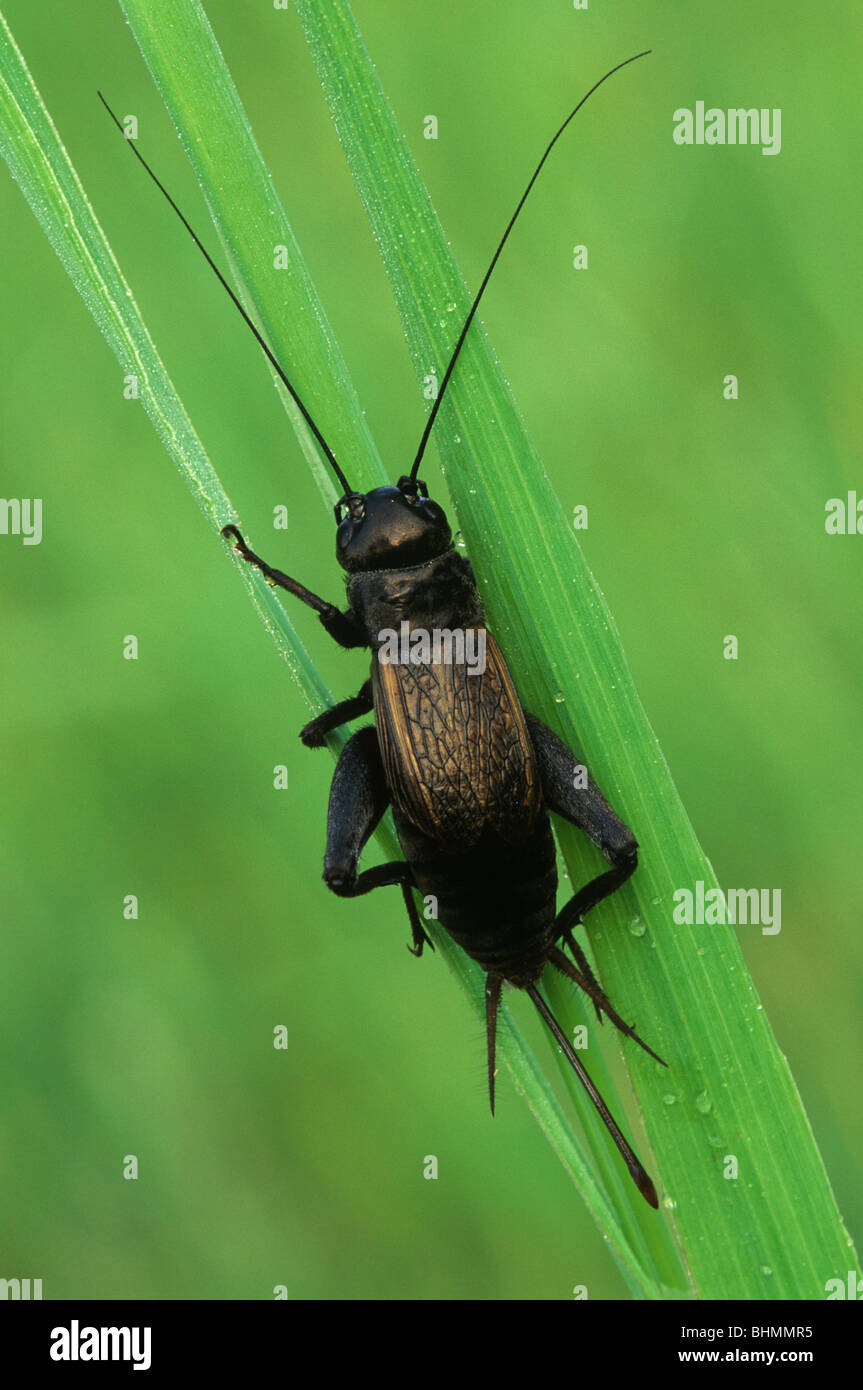 Field Cricket (Gryllus species) resting on blades of grass, Eastern North America, by Skip Moody/Dembinsky Photo Assoc Stock Photo