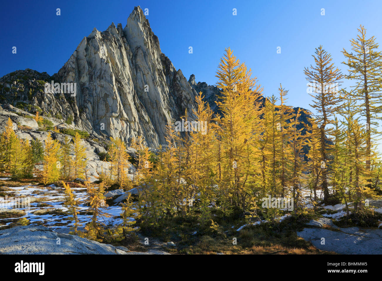 Larch trees at Enchantment Lakes Stock Photo - Alamy