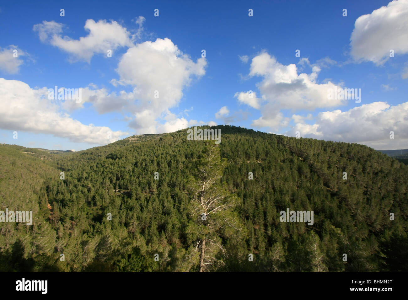 Israel, Jerusalem Mountains, Pine forest on the road to Ein Tayasim Stock Photo