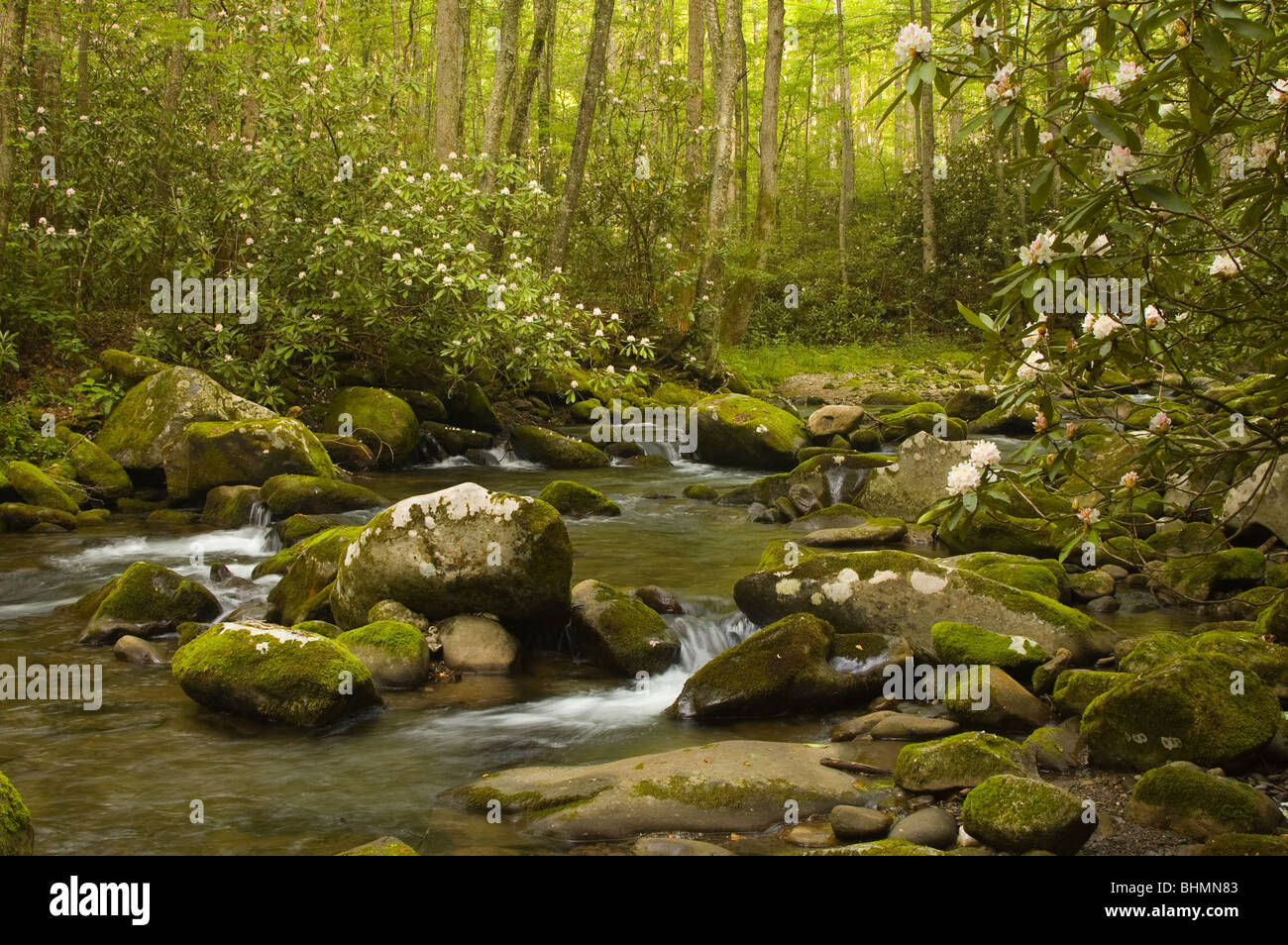 Rushing mountain stream, Great Smoky Mountains National Park, North Carolina Stock Photo