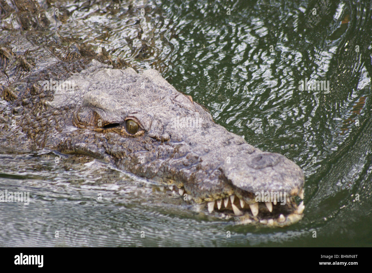 Zoo Nile Crocodile head Swimming Silently with mouth open showing teeth Stock Photo
