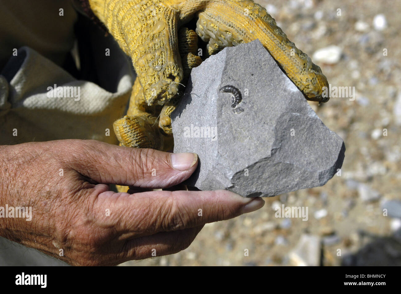 Collecting fossils hires stock photography and images Alamy