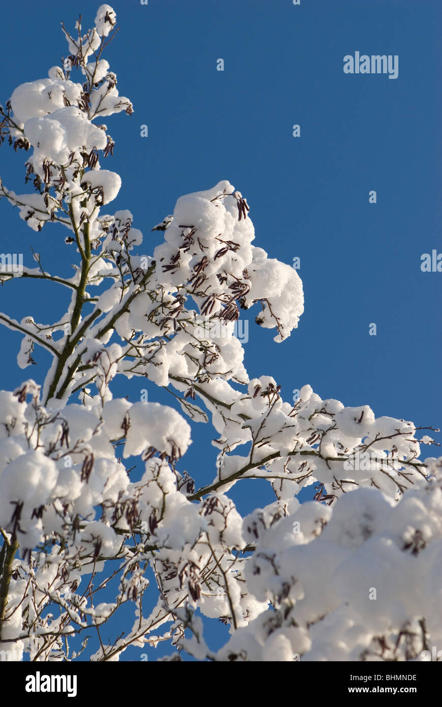 Snow on branches Stock Photo - Alamy