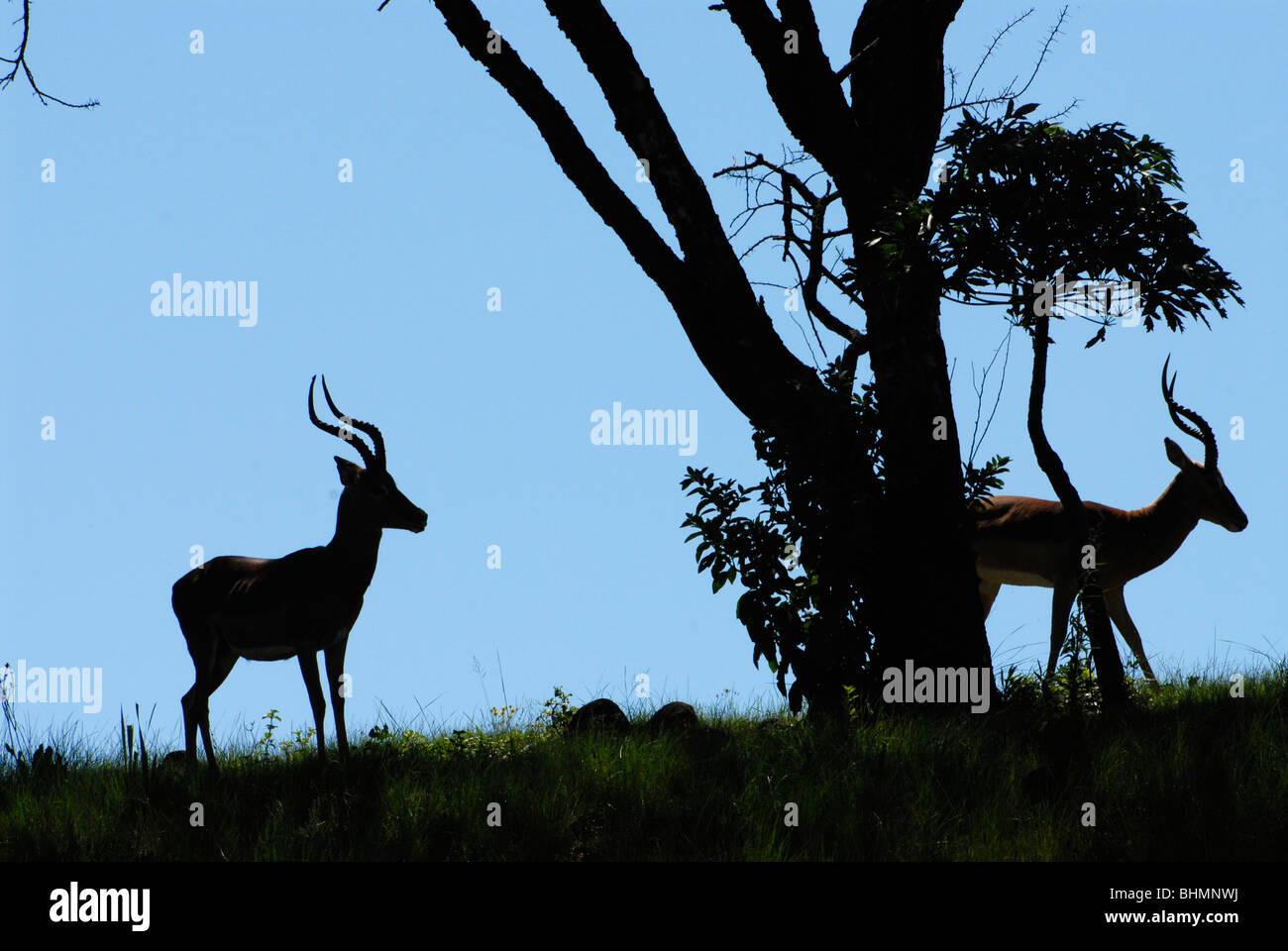 impala-silhouette-against-blue-skyline-in-umgeni-valley-nature-reserve