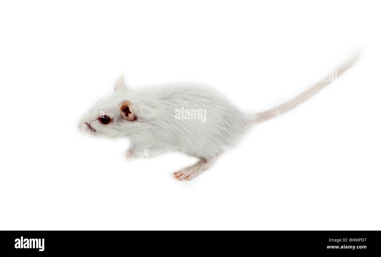 The white Gerbil in studio against a white background. Stock Photo