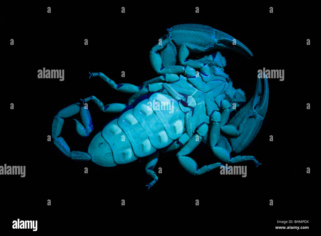 The undersides, including pectines, of a flat rock scorpion (Hadogenes troglodytes) viewed under UV light. Stock Photo