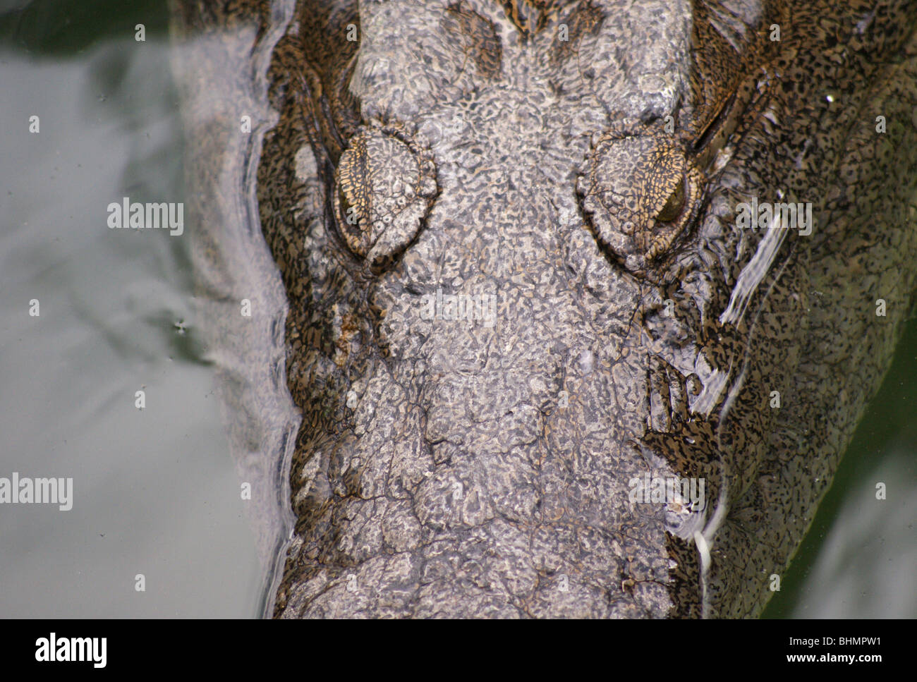 Face of a Nile Crocodile In the Water Head View Stock Photo