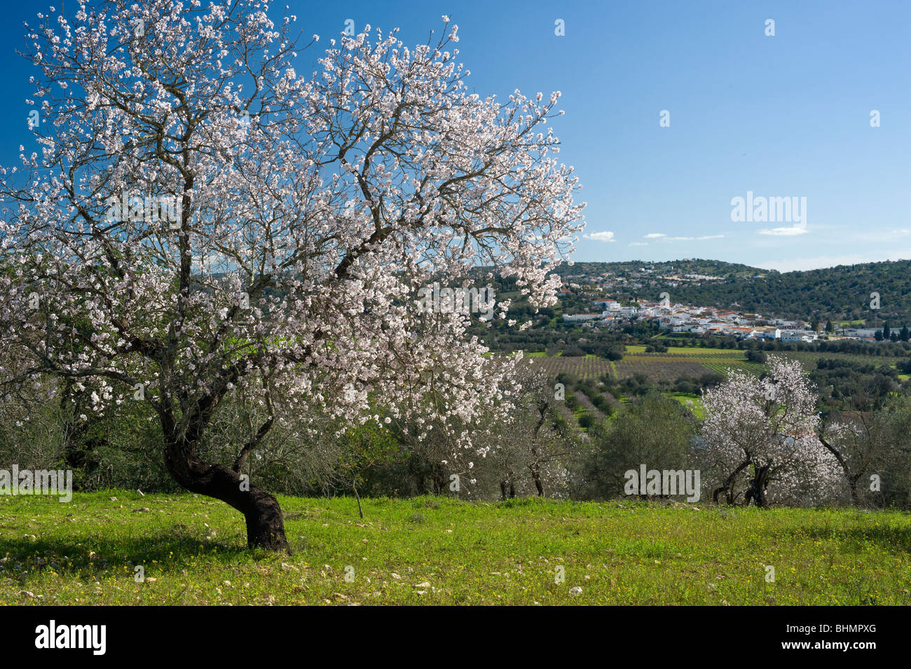 Flowering tree in portugal hires stock photography and images Alamy