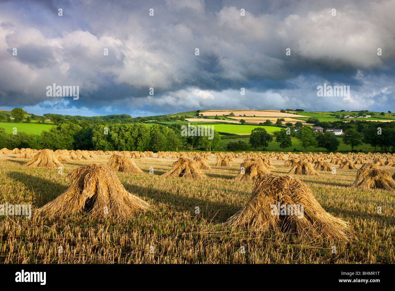 Wheat stooks, Coldridge, Mid Devon, England. Summer (July) 2009 Stock Photo