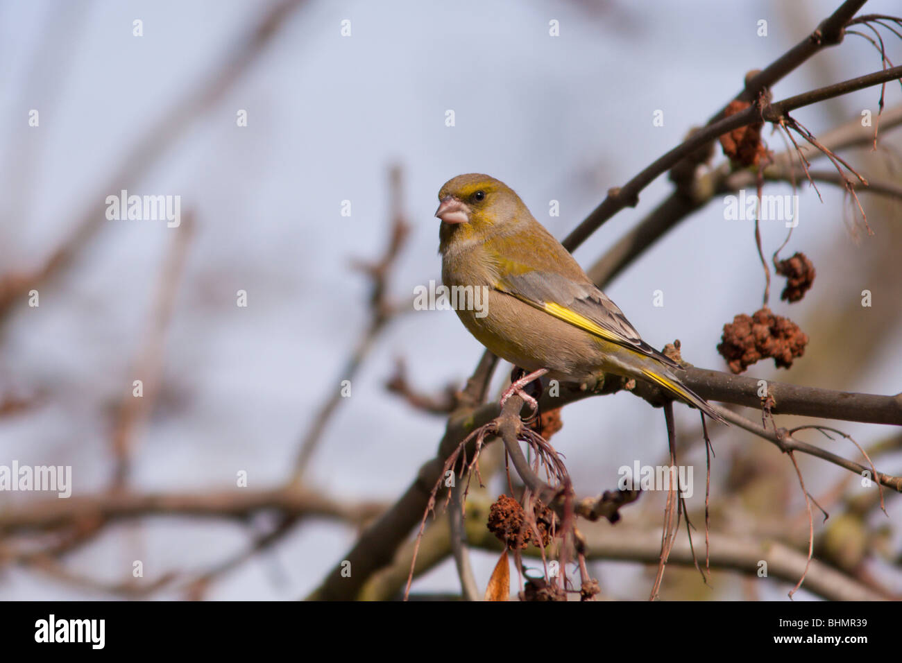 Greenfinch looking cross Stock Photo