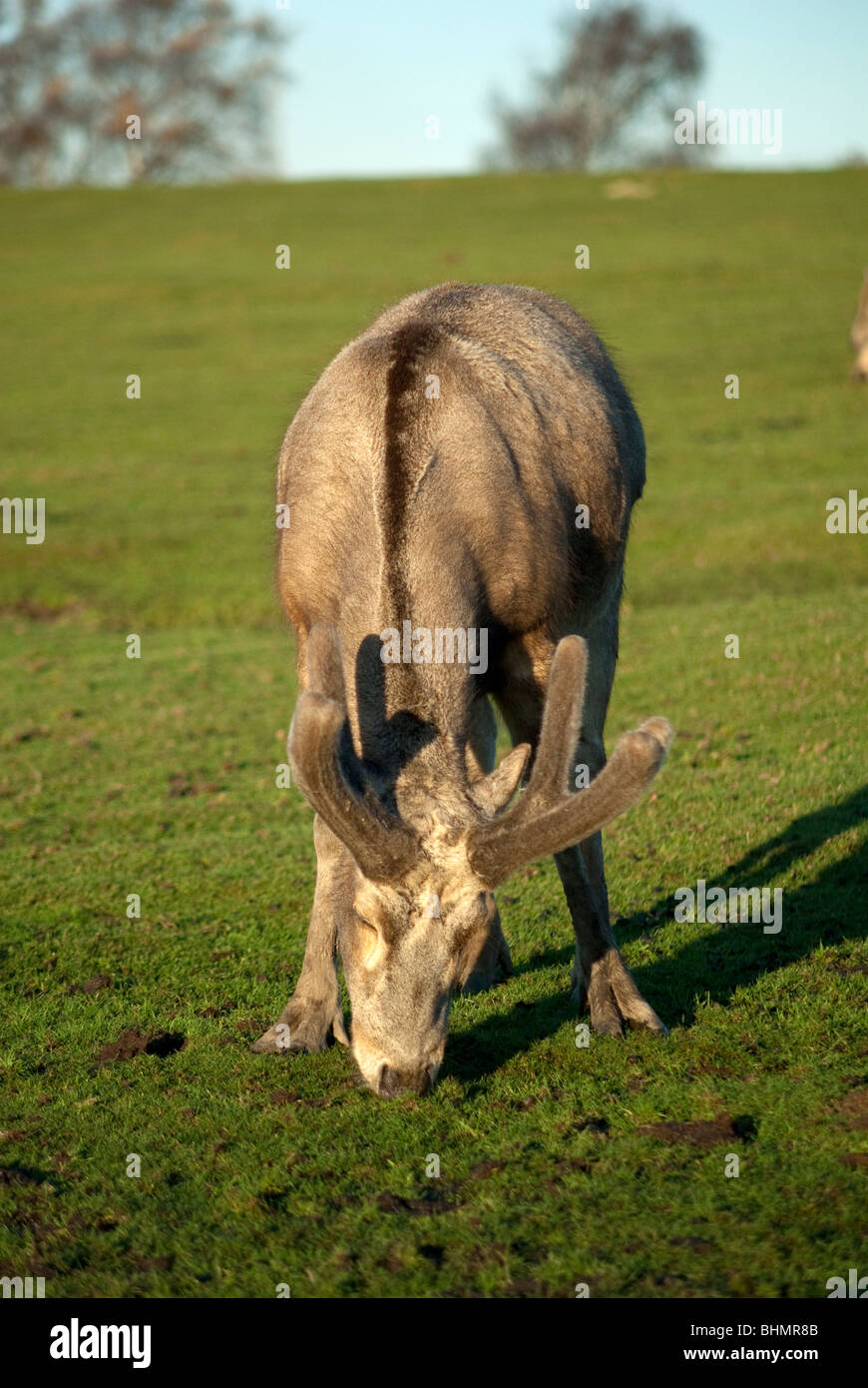 Male Pere Davids deer with new antler growth Stock Photo