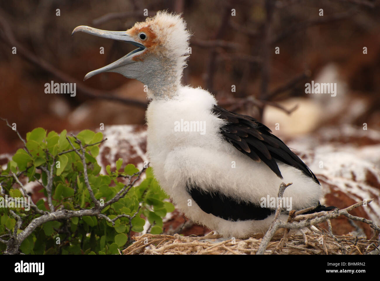 Baby Frigatebird on Seymour Norte of the Galapagos Islands in the Pacific Ocean Stock Photo