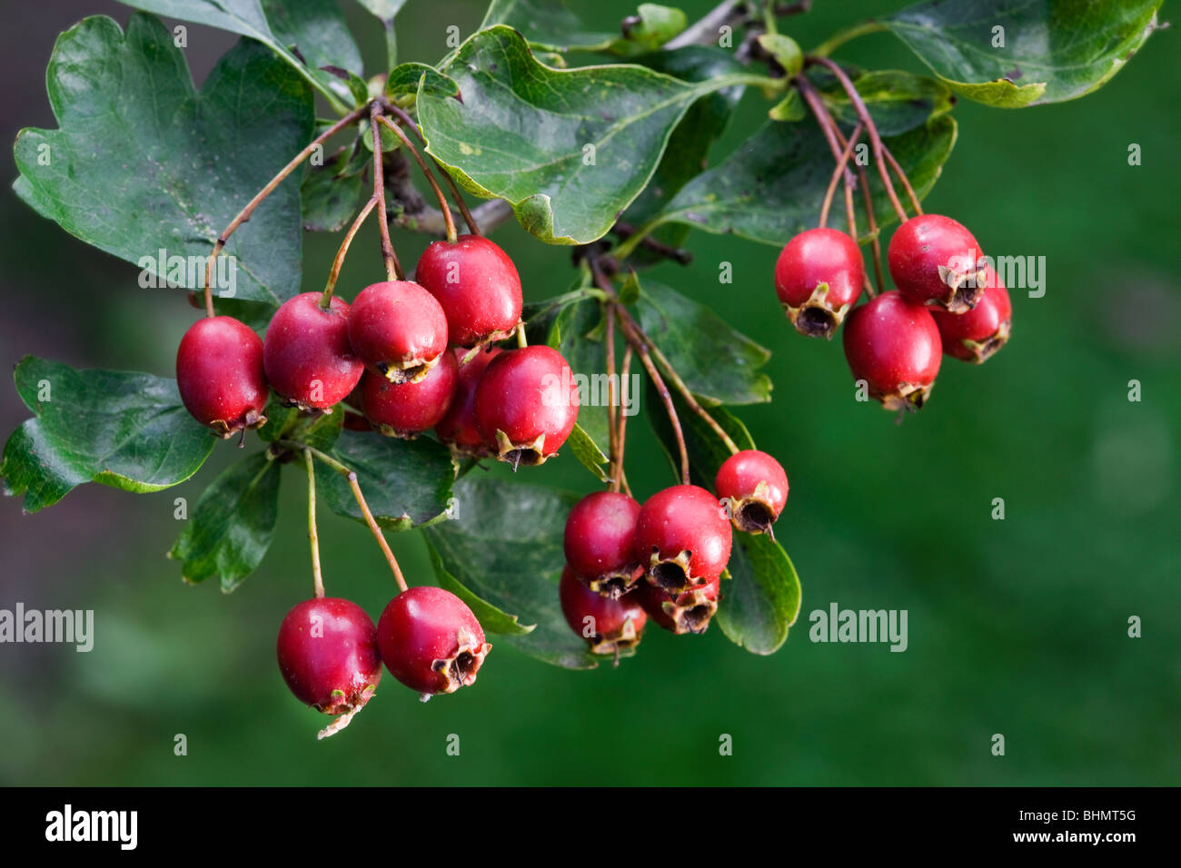 Common Hawthorn (Crataegus monogyna) showing leaves and red berries, Belgium Stock Photo