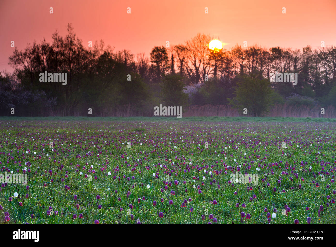 Sunrise over field of flowers hi-res stock photography and images - Alamy