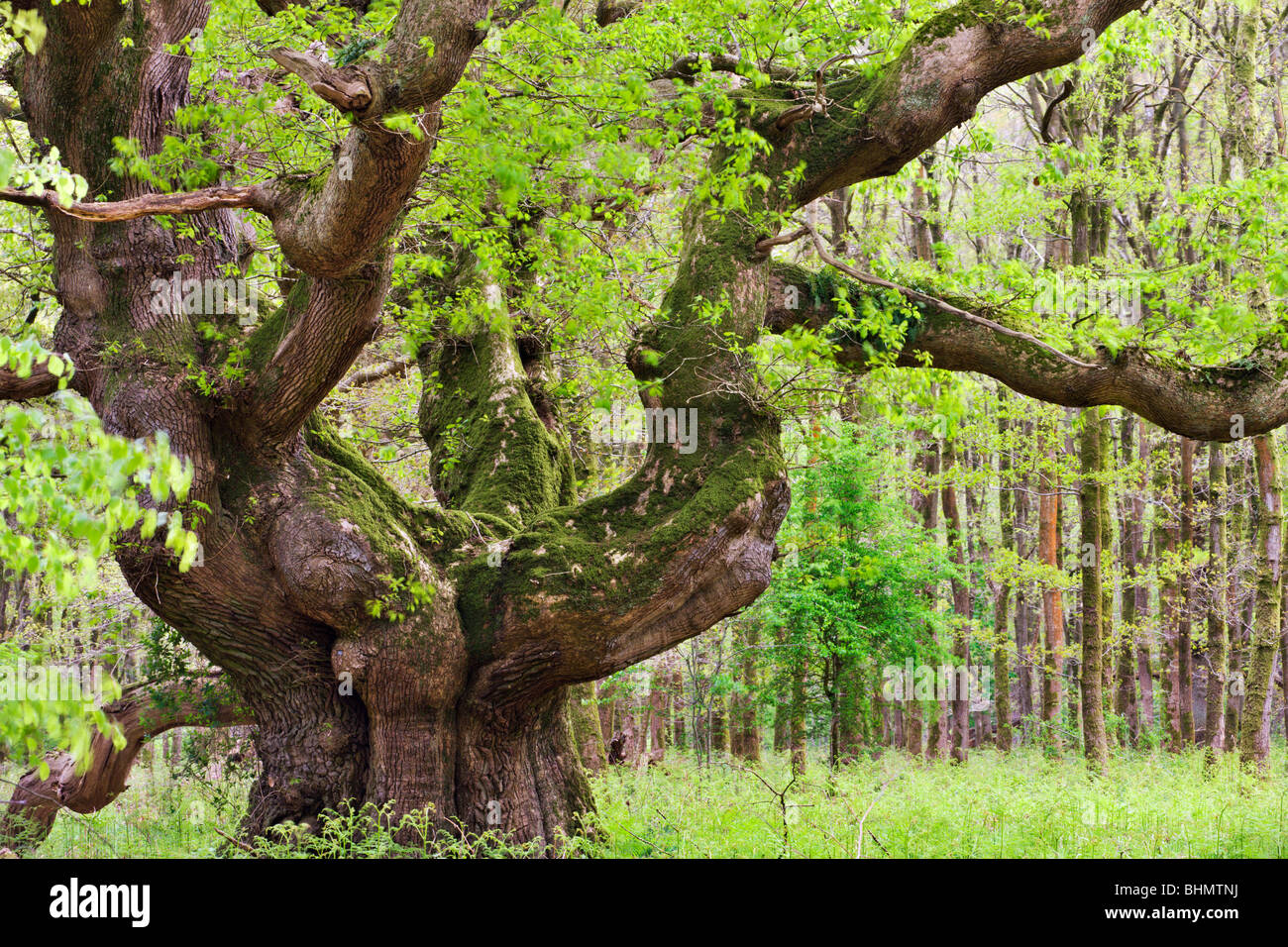 Ancient oak tree growing in Savernake Forest in springtime, Marlborough, Wiltshire, England. Spring (May) 2009 Stock Photo