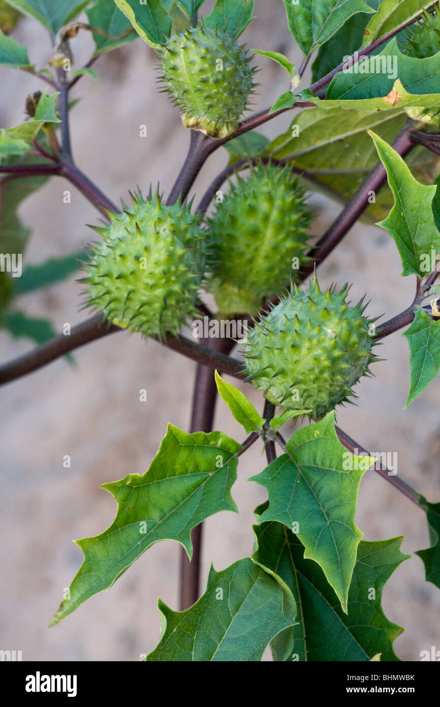 Thorn Apple / Jimson Weed / Datura (Datura stramonium) spiny capsules Stock Photo