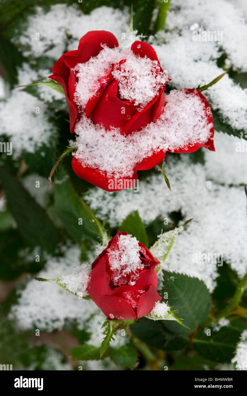 Red roses in the snow in winter, Belgium Stock Photo