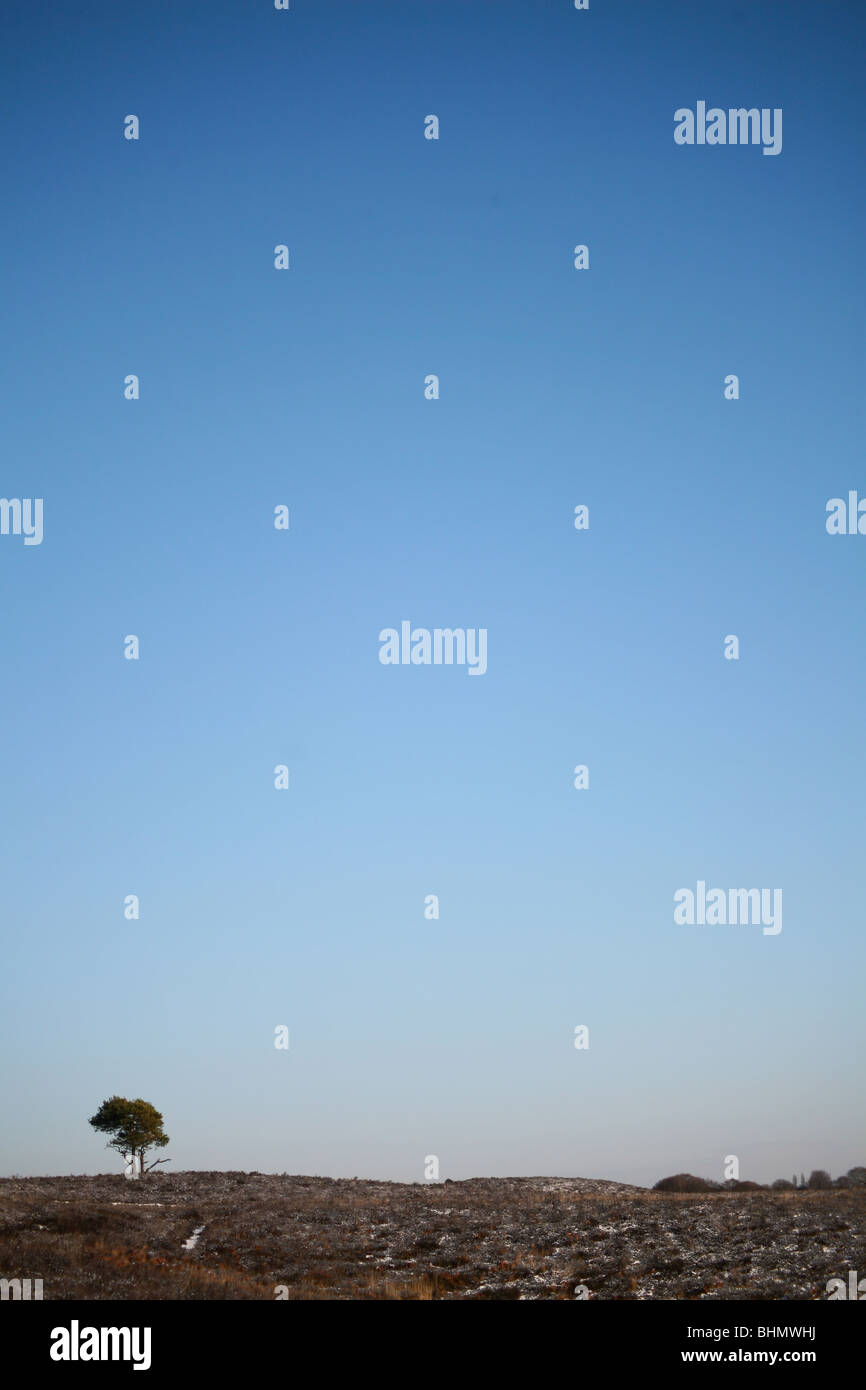 lone tree in the new forest set against winter blue sky Stock Photo - Alamy