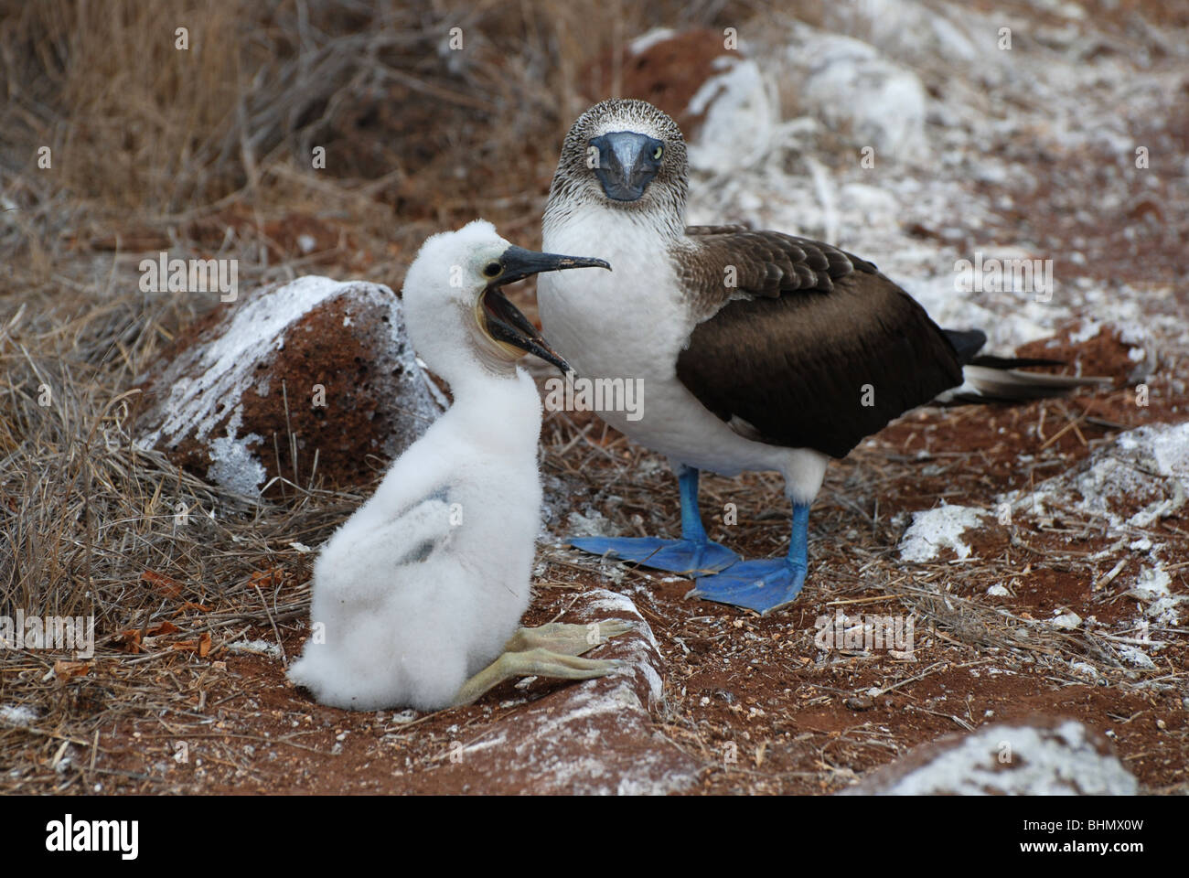 Blue Footed Booby ( sula nebouxii ) and young chick squawking in the Galapagos Islands Stock Photo