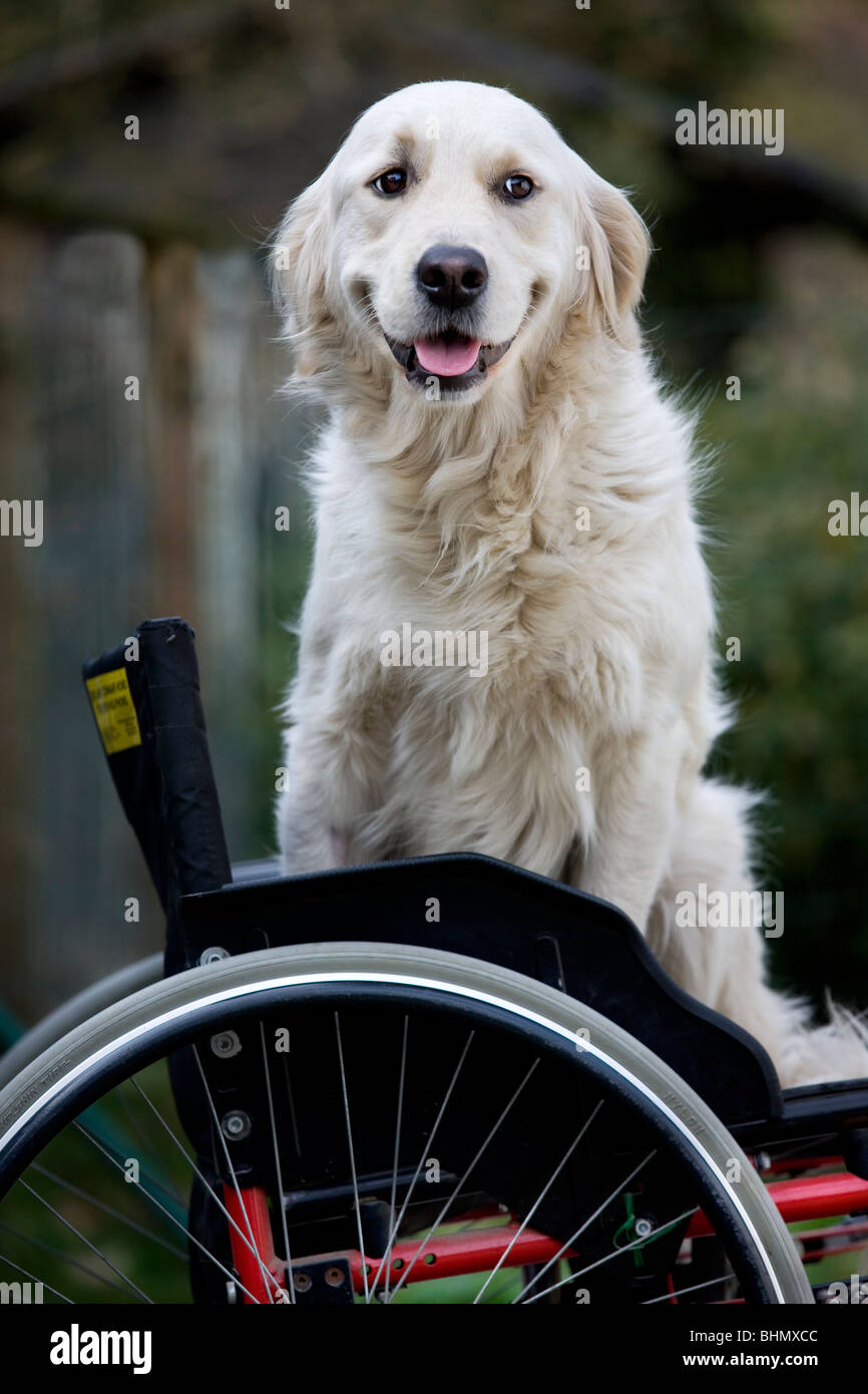 Golden Retriever (Canis lupus familiaris) in wheelchair Stock Photo