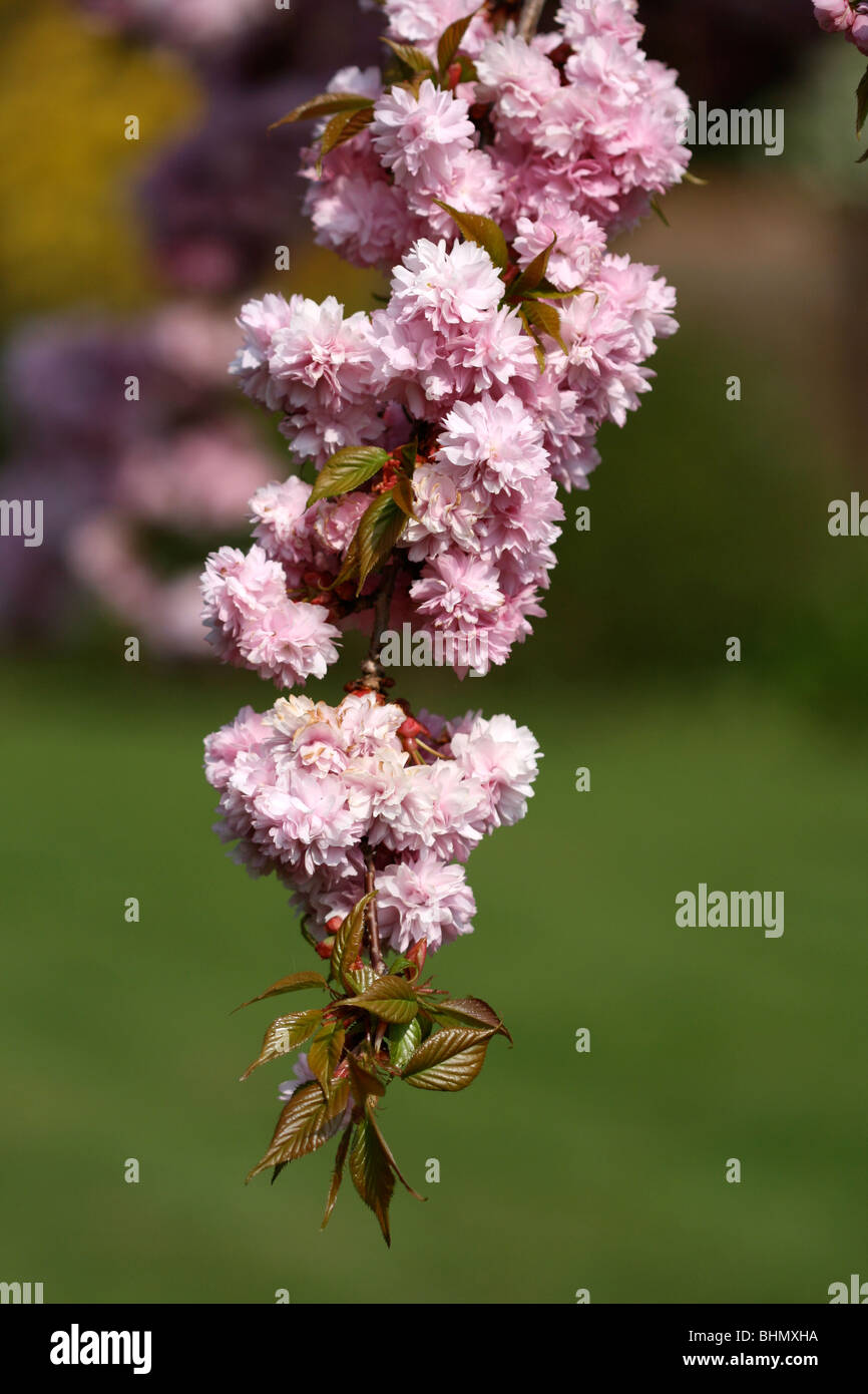 Image taken of the blossom of a Japanese Oriental cherry tree in full ...