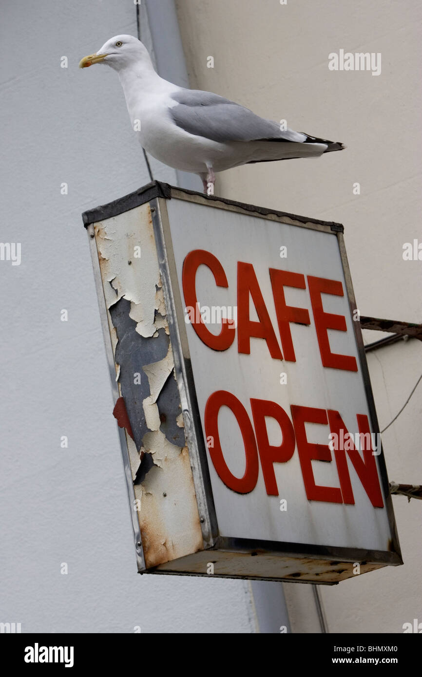 A seagull pictured on top of an old Cafe Open sign in Brighton, East Sussex, UK. Stock Photo