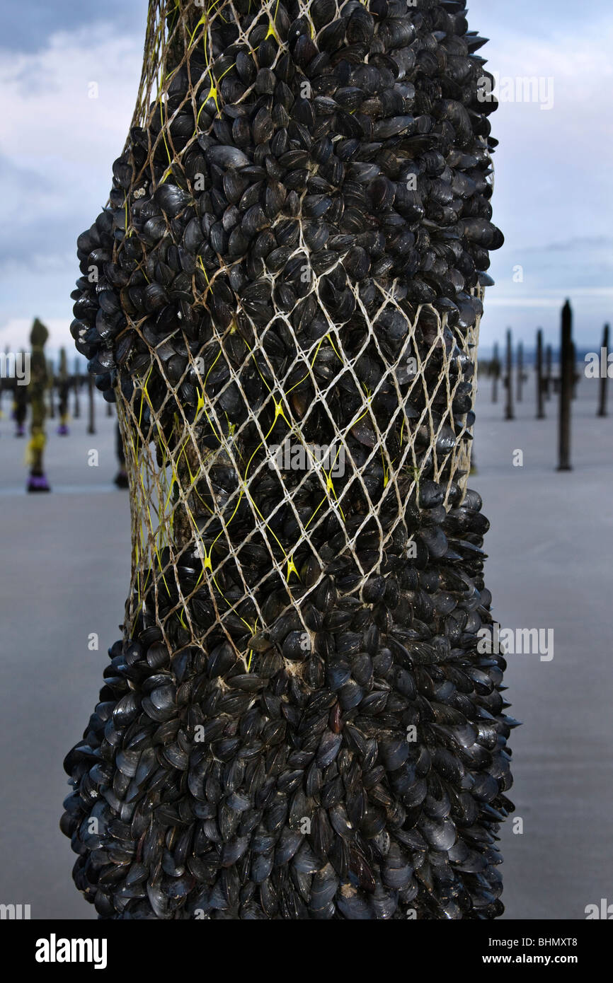 Mussel culture / farming on the beach of Cap Gris Nez, Côte d'Opale, France Stock Photo