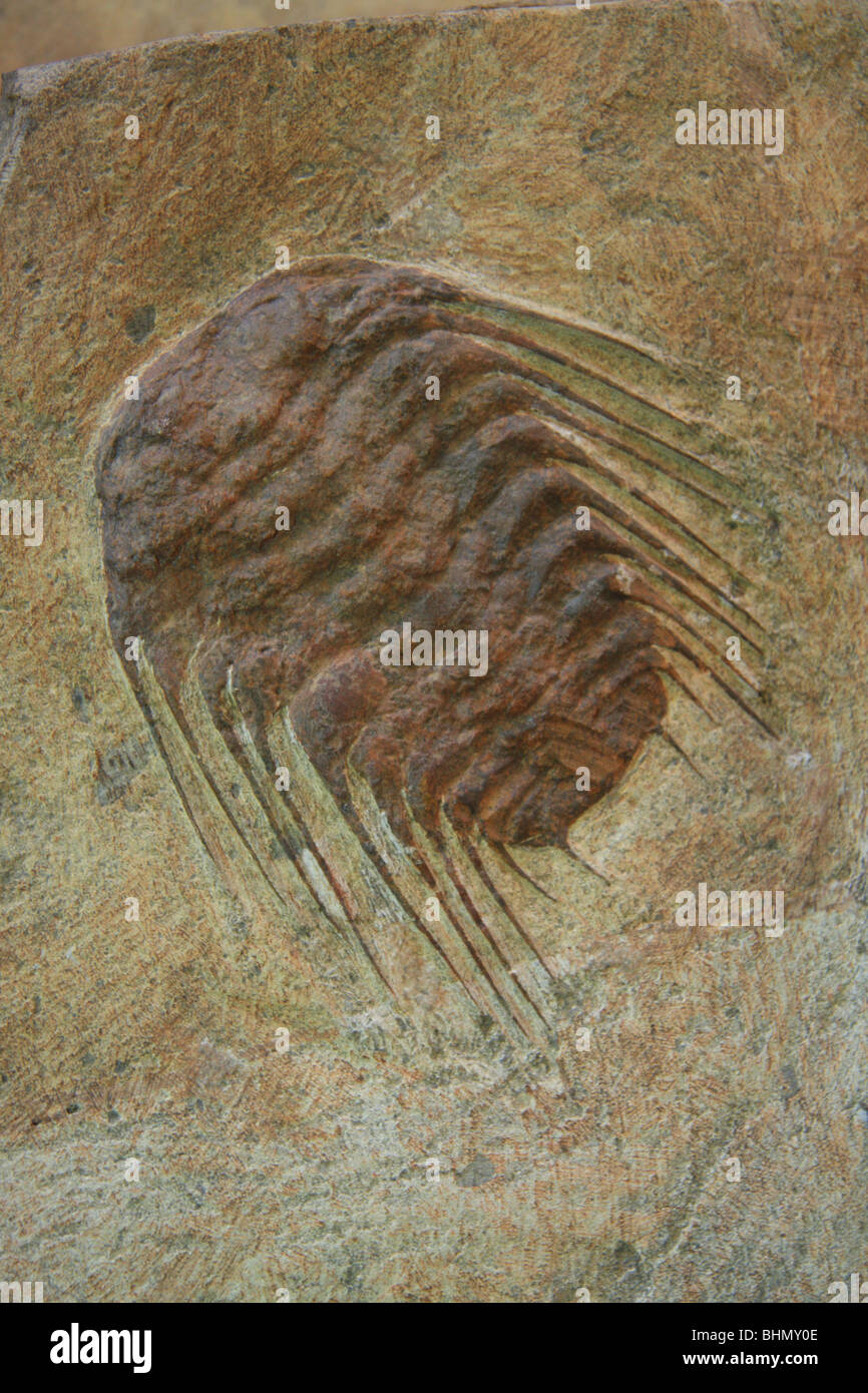 Trilobite fossil at a  fossil processing factory in Morocco, North African Stock Photo