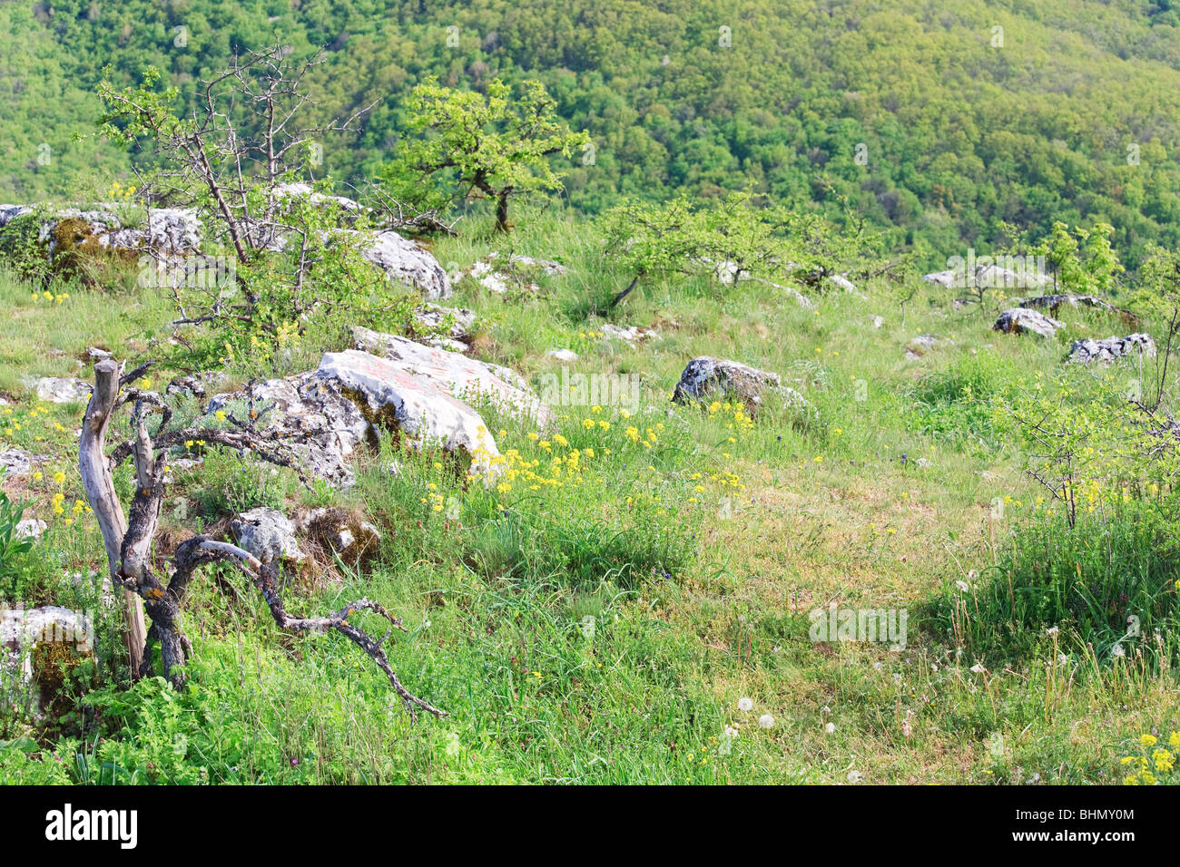 Yellow flowers , stones and dead broken trunk of tree on spring mountainside Stock Photo