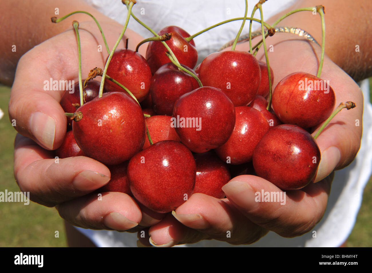 A handfull of freshly picked cherries Stock Photo