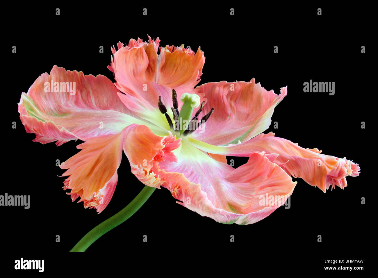 A single orange and cream fully open Parrot Tulip against a black ...