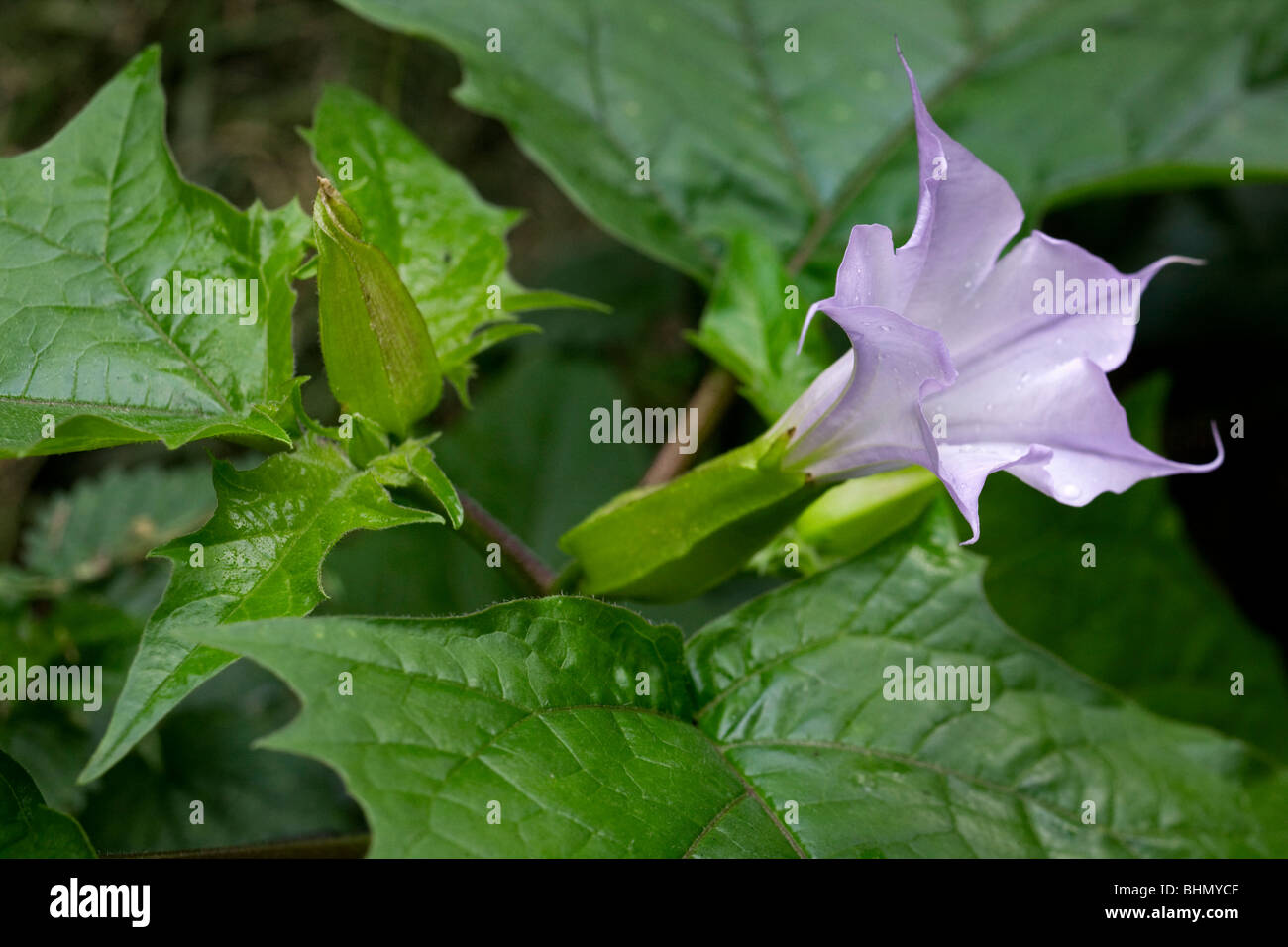 Thorn Apple / Jimson Weed / Datura (Datura stramonium) in flower Stock Photo