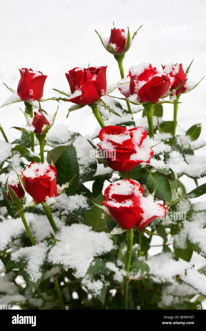 Red roses in the snow in winter, Belgium Stock Photo