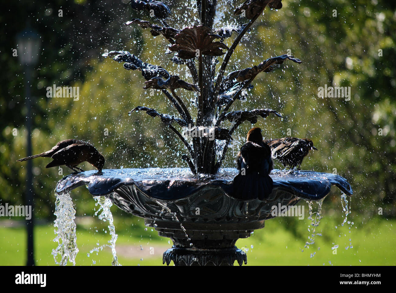 Three birds and a water fountain Stock Photo Alamy