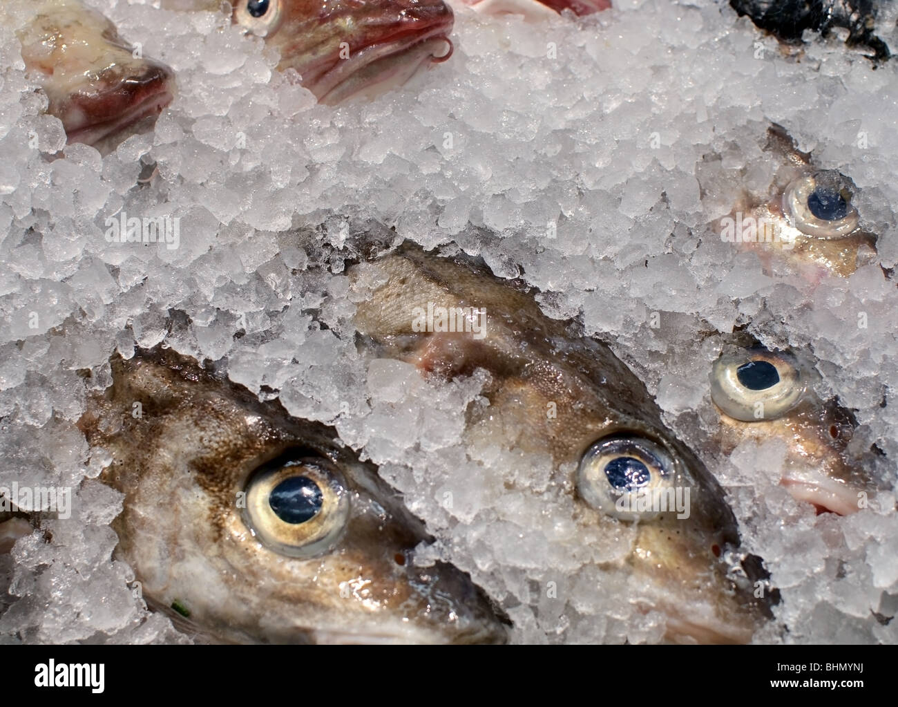 Fresh fish in crushed ice, barely more than eyes visible Stock Photo