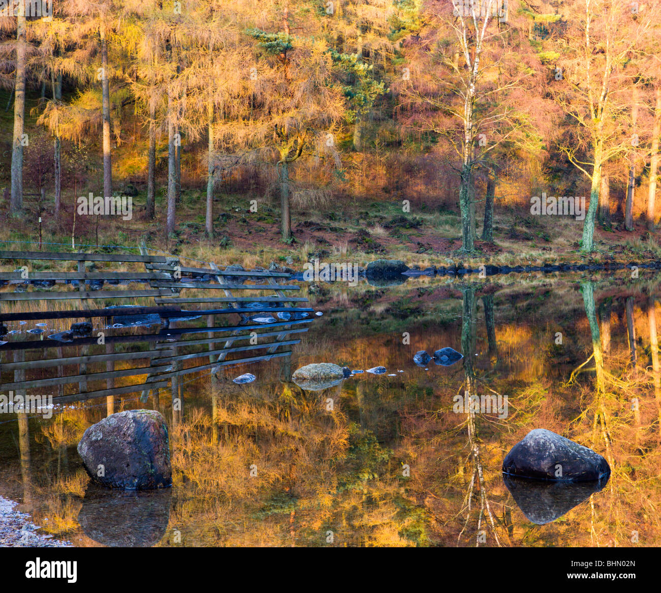 Golden Larch trees reflected in the still waters of Blea Tarn, Lake ...