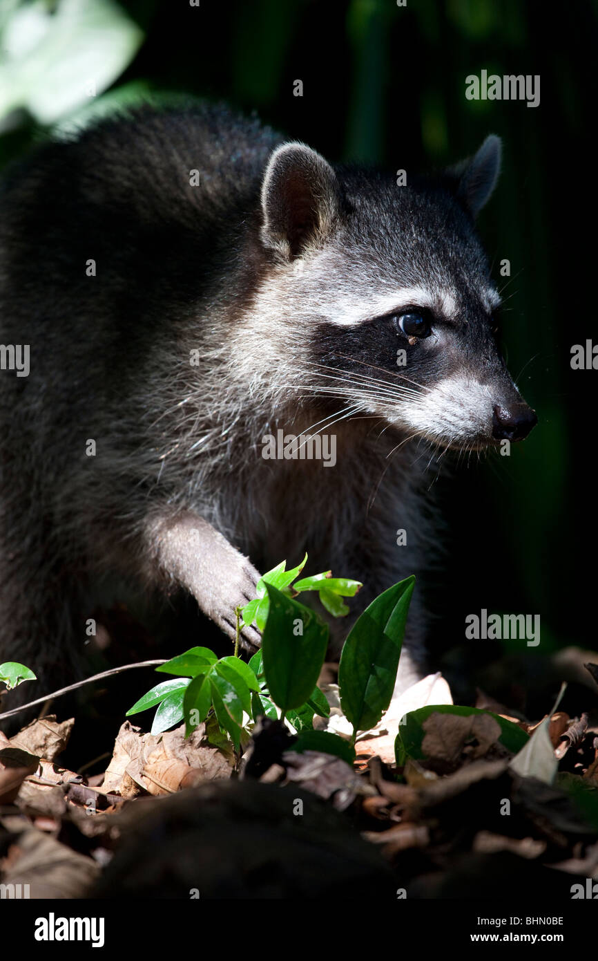 Crabeating Raccoon in Cahuita National Park, Costa Rica Stock Photo Alamy