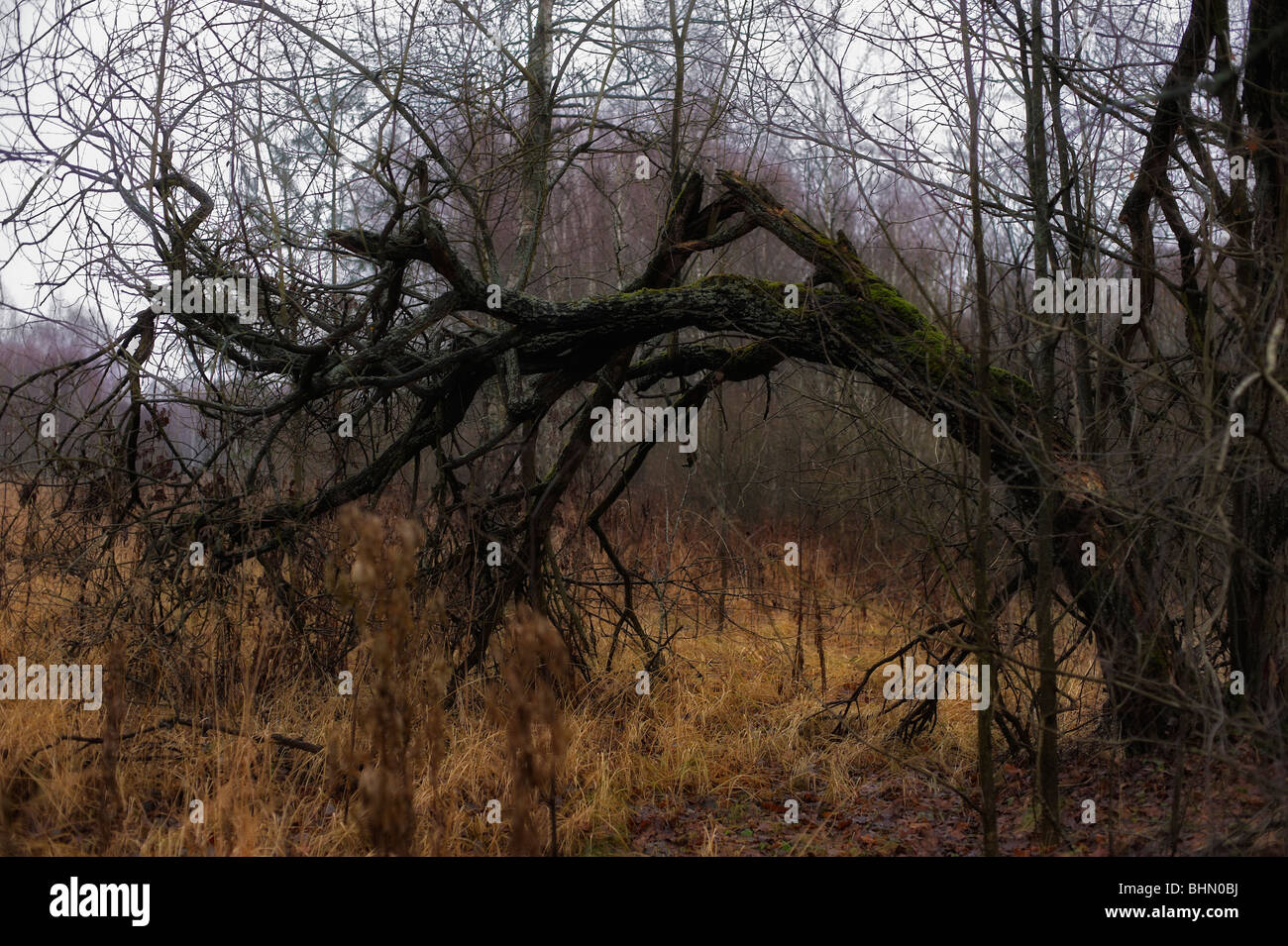 Birch russia winter dark hi-res stock photography and images - Alamy