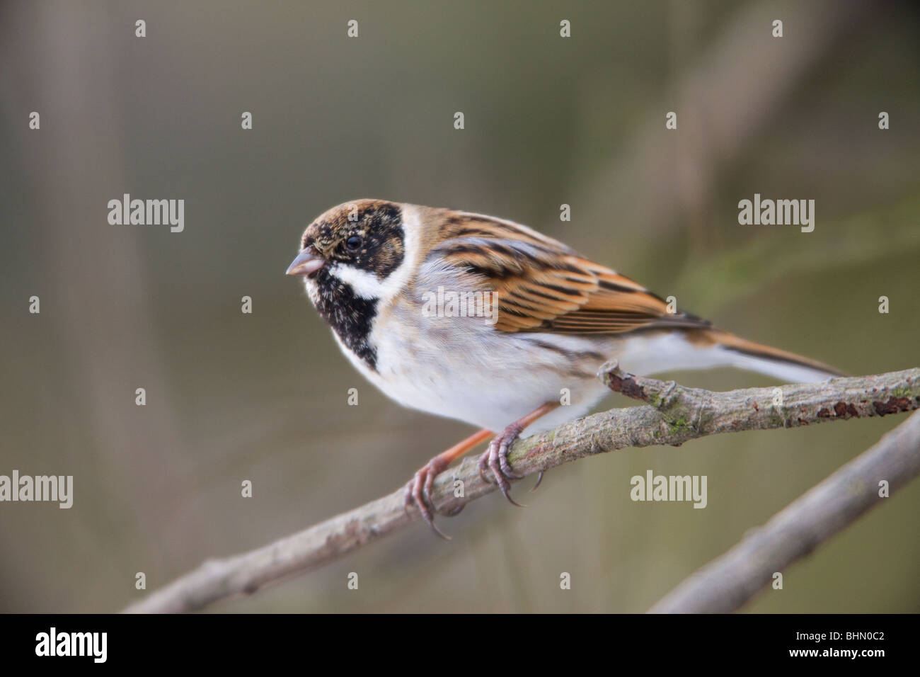 Reed Bunting Emberiza schoeniclus adult male in non-breeding plumage perched in a Willow tree Stock Photo