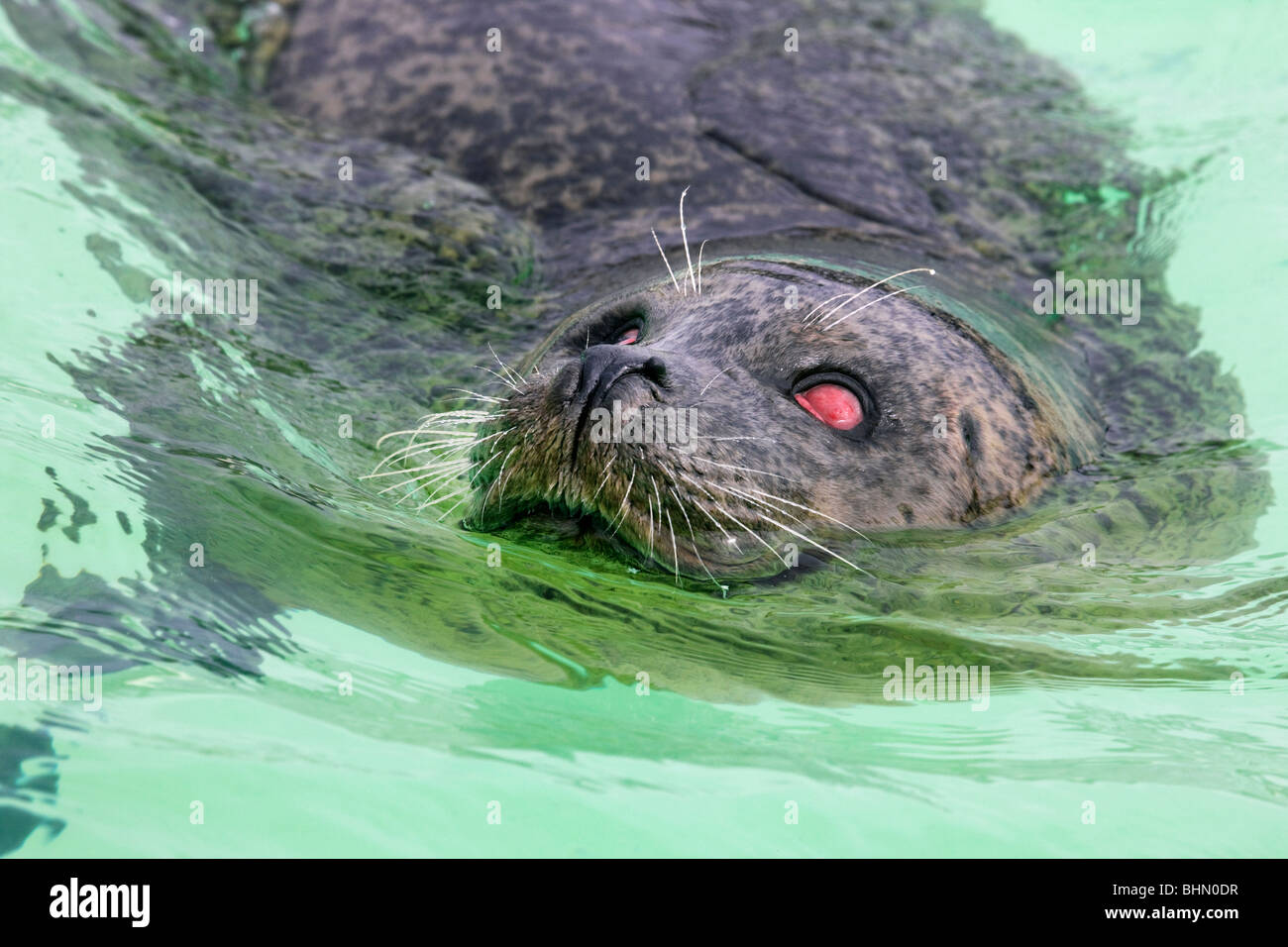 Blind Common seal (Phoca vitulina) swimming in the seal shelter Ecomare, Texel, the Netherlands Stock Photo