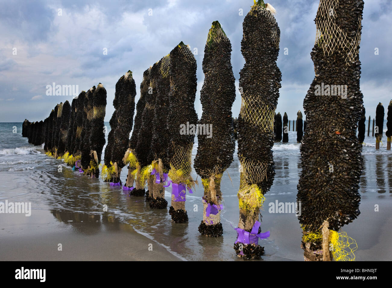 Mussel culture / farming on the beach of Cap Gris Nez, Côte d'Opale, France Stock Photo