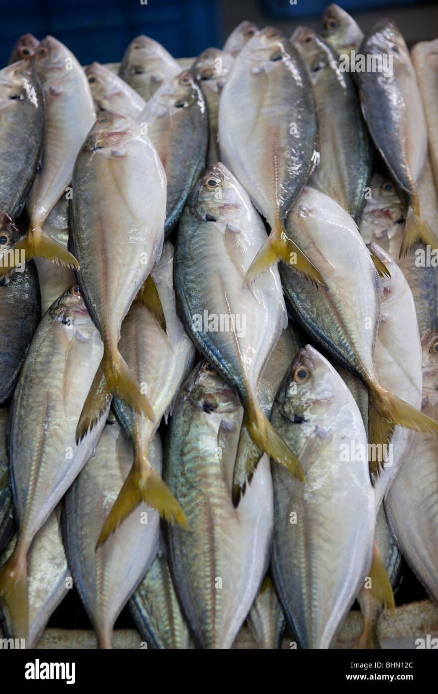 Fish market souk Jeddah Saudi Arabia Arabian food Stock Photo Alamy