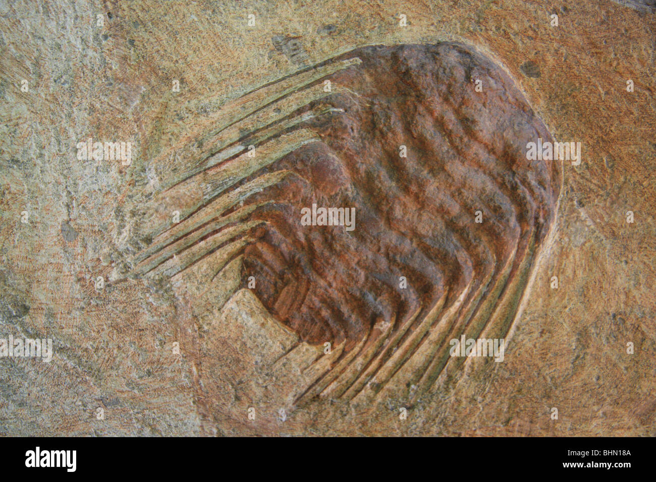 Trilobite fossil for sale at a fossil processing factory in Morocco Stock Photo